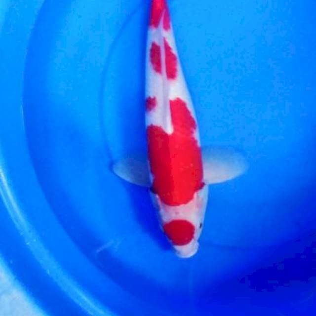 kohaku male 45 cm
