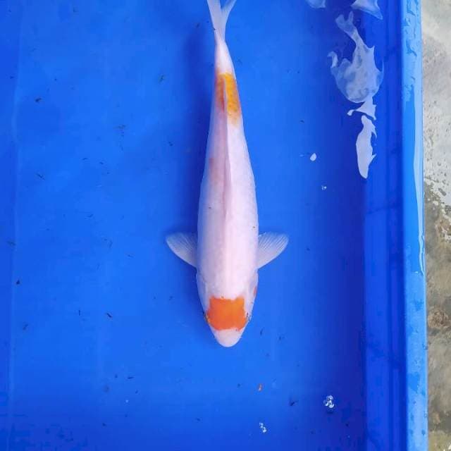 Tanco kohaku 40 cm