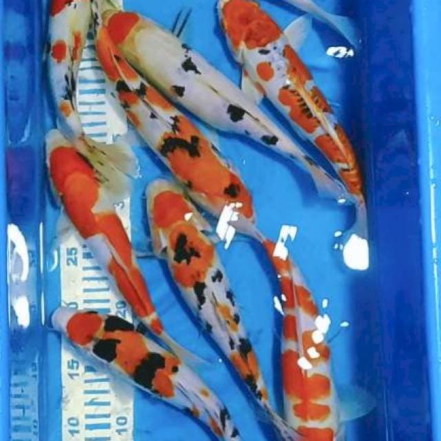 Paket kohsan 25-30cm 10ekor