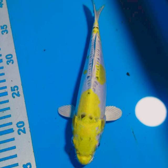 Hariwake doidsu 23cm