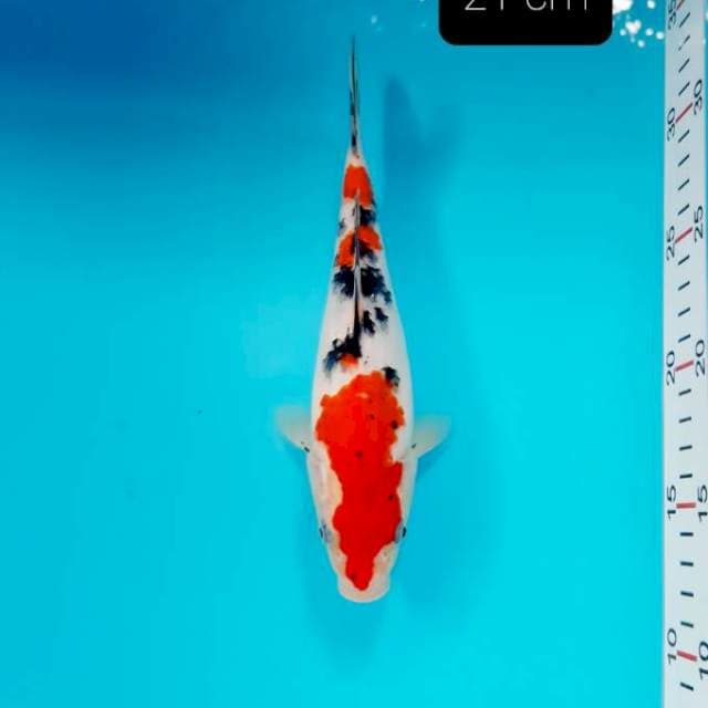 Shot body sanke 21 cm