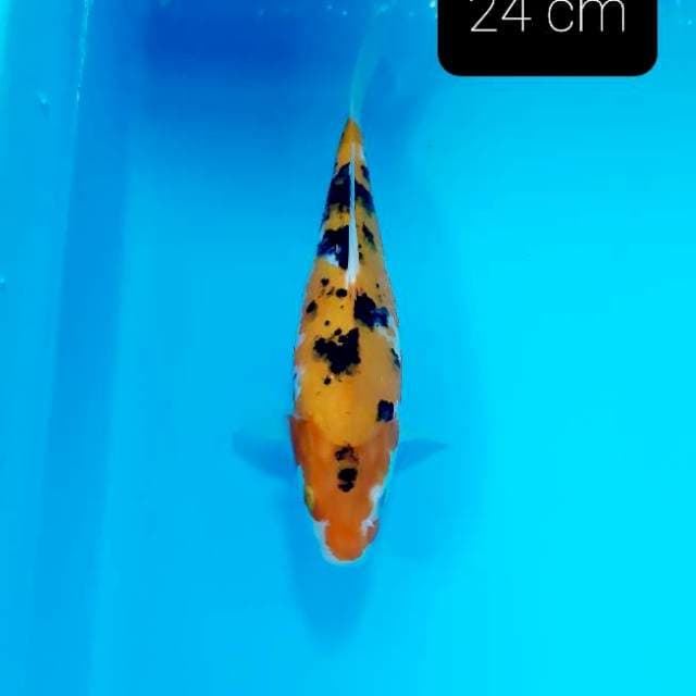 Shot body ki showa 24 cm