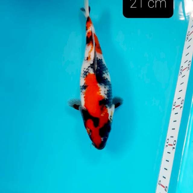 Shot body showa 21 cm