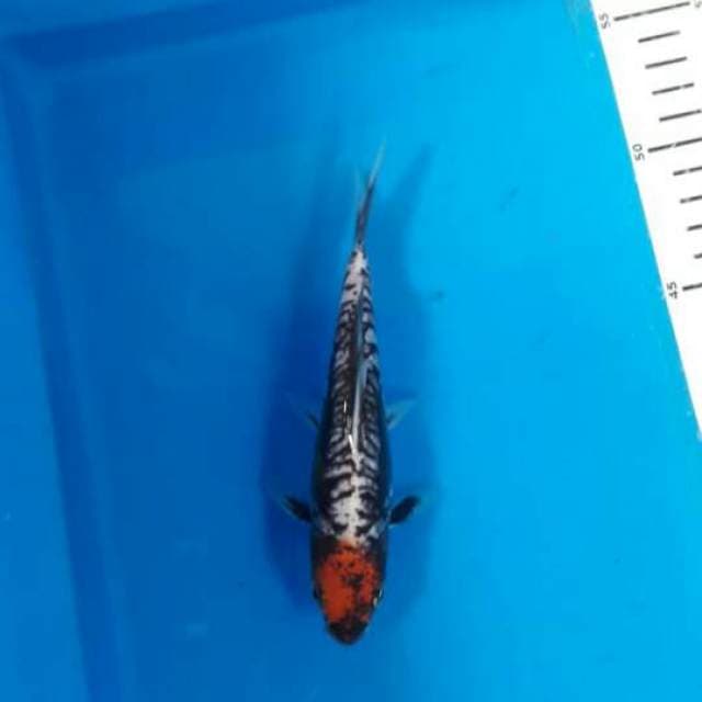Tancho benikumon