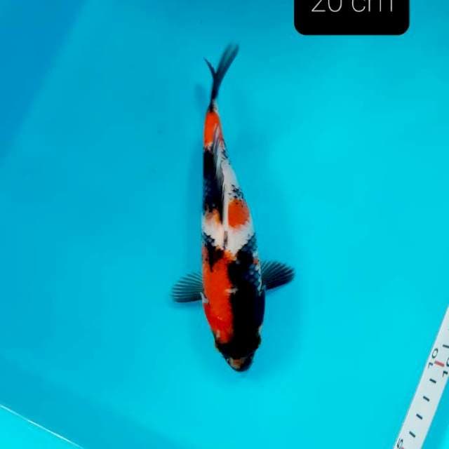 Shot body 20 cm