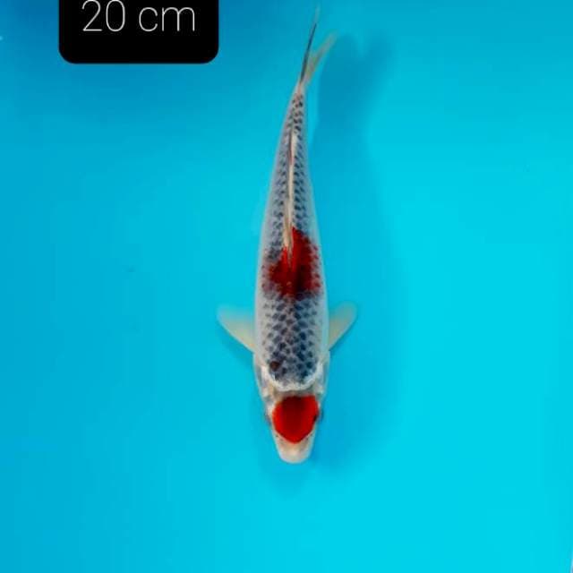 Tancho goshiki 20 cm
