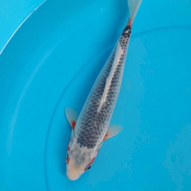 ASAGI 35BU