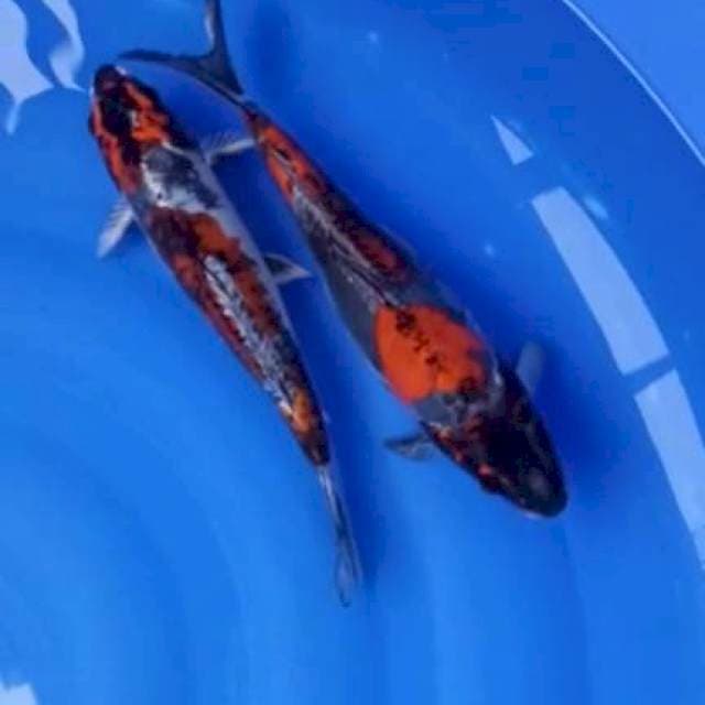 2 kiko