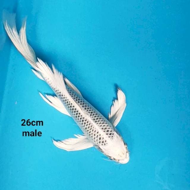 Kumpay gin matsuba 26cm male