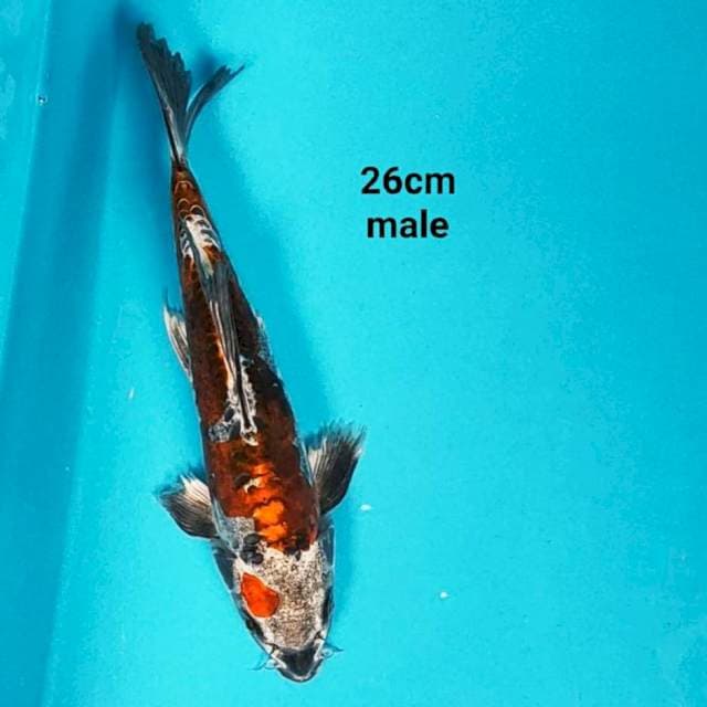 Kiko antik 26cm male