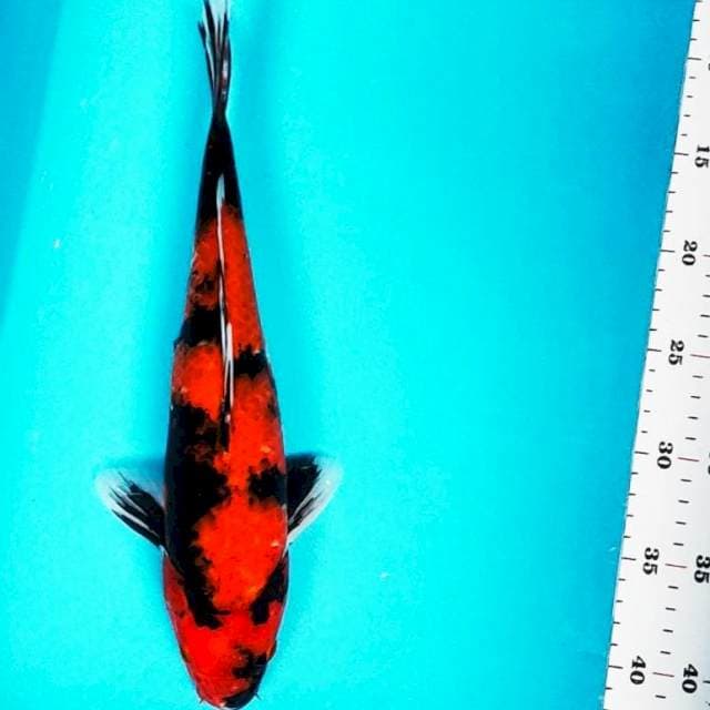 Hi showa 35cm male