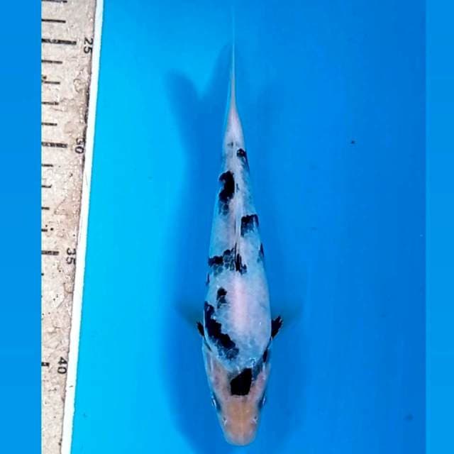 Shiro, 18 cm