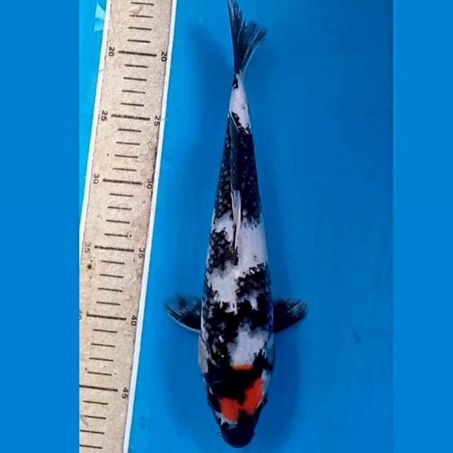 Tancho showa, 30 cm