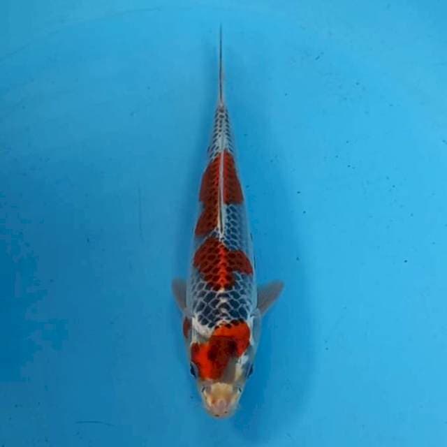 Goshiki 23cm