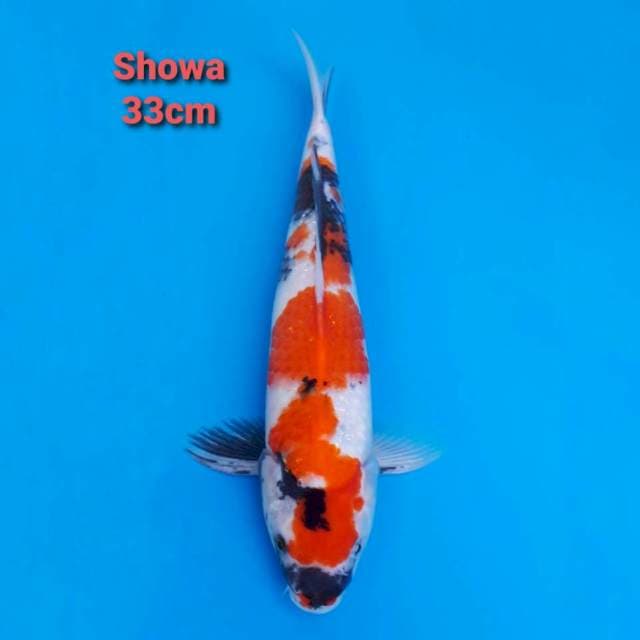 Showa 33cm