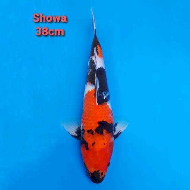 Showa 38cm Strong