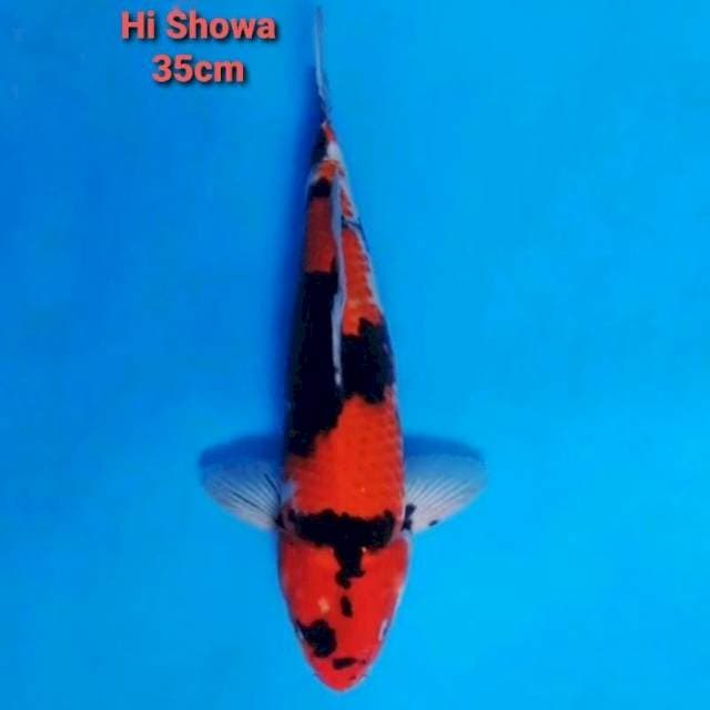 Hi Showa 35cm Strong