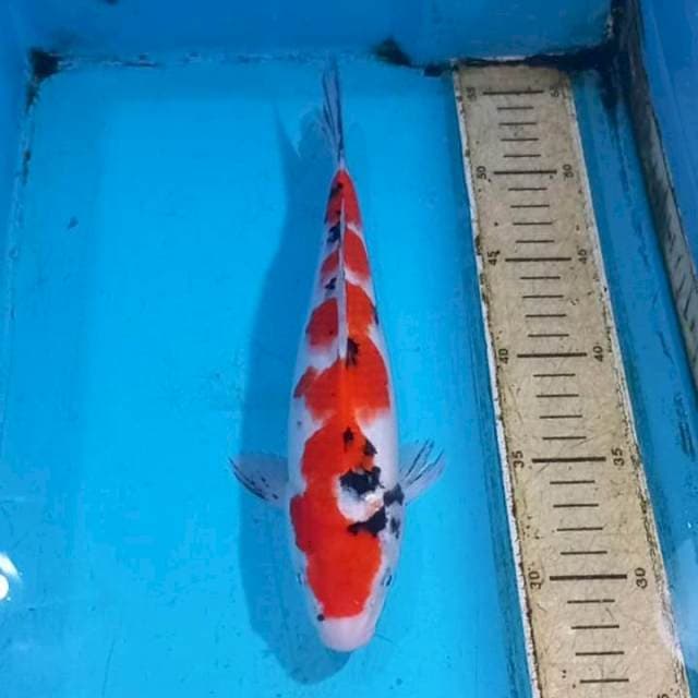 Sanke 27cm
