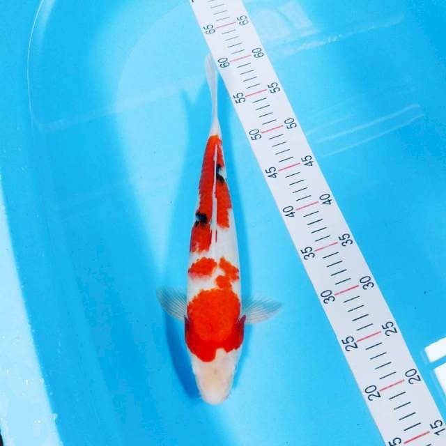Showa 36 cm jantan (S)