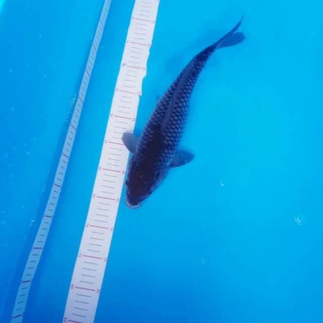 Ochiba 37cm Jos
