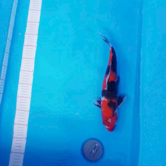 Showa 37cm merah dan hitam nya usah jos