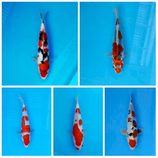 Mix BAHAN SQ 24_28cm .
