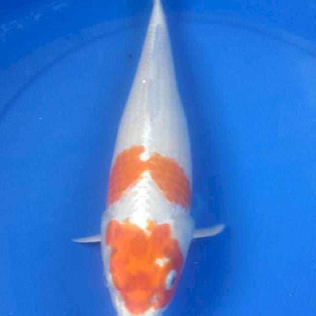 Kujaku Bulki 32cm