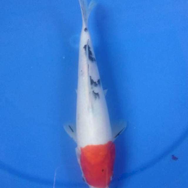 Tancho sanke 22cm