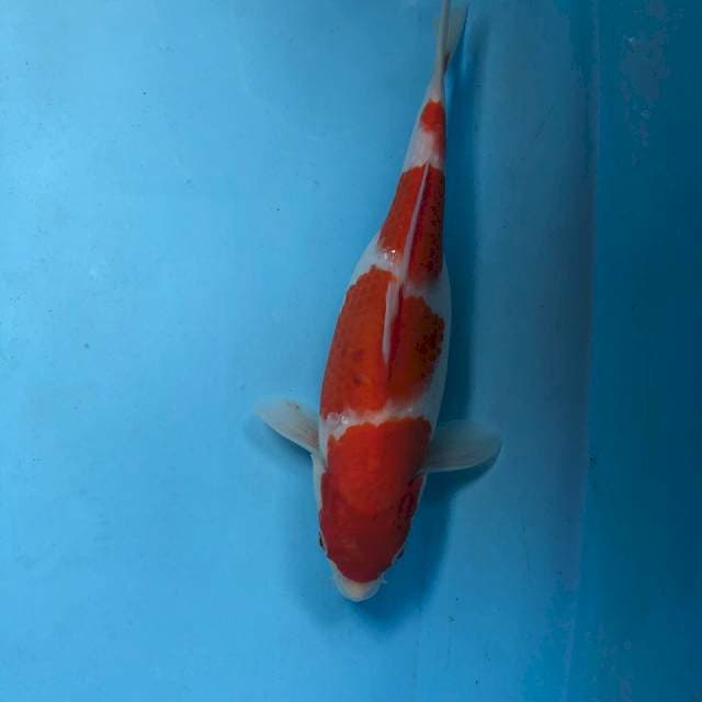 KOHAKU 29cm
