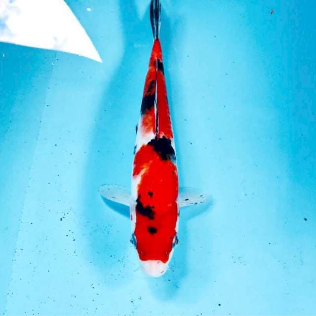 Sanke, 25 cm