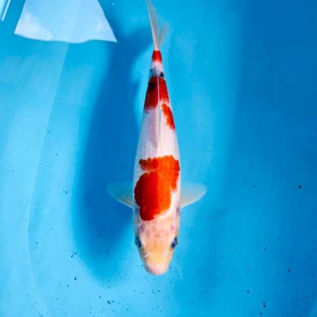 Sanke, 30 cm