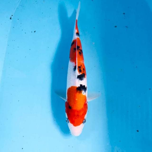 Sanke, 28 cm