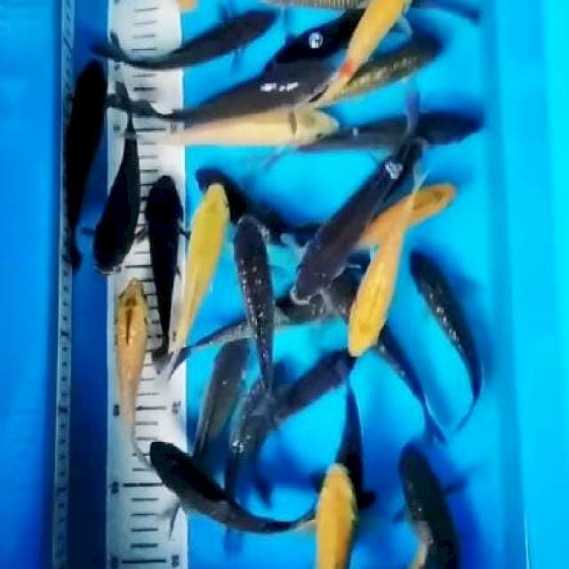 cagoi 12 cm 30 ekor