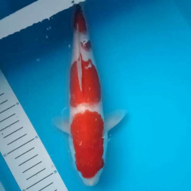 kohaku 26 cm