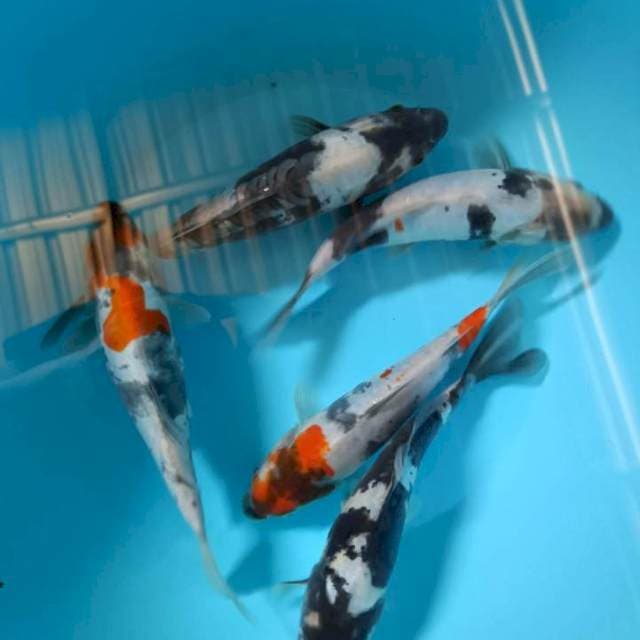 Showa n shiro doitsu 19-21