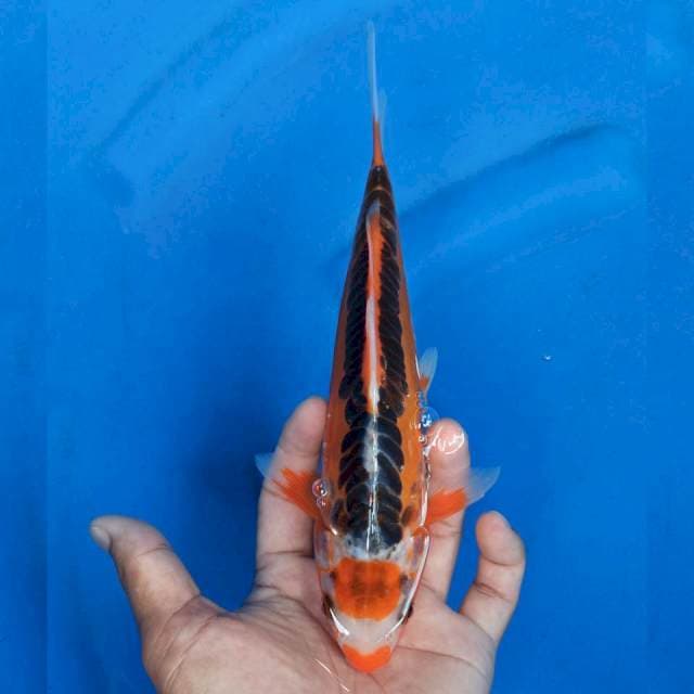 Maruten Shusui