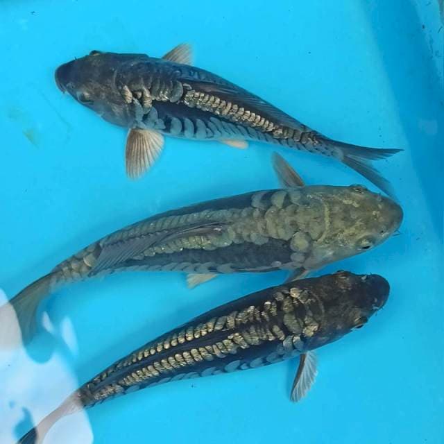 Sisik Naga