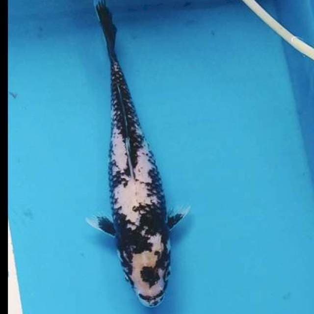 Matsukawabake 22cm