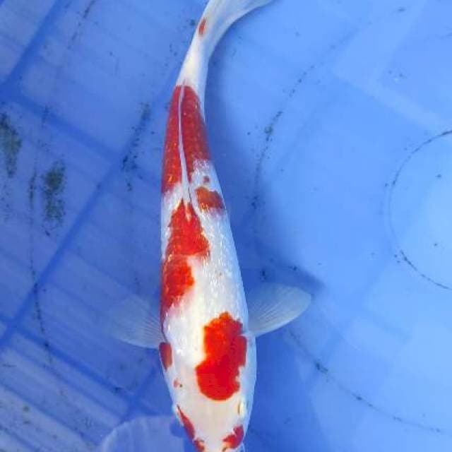Kohaku Ginrin 30cm