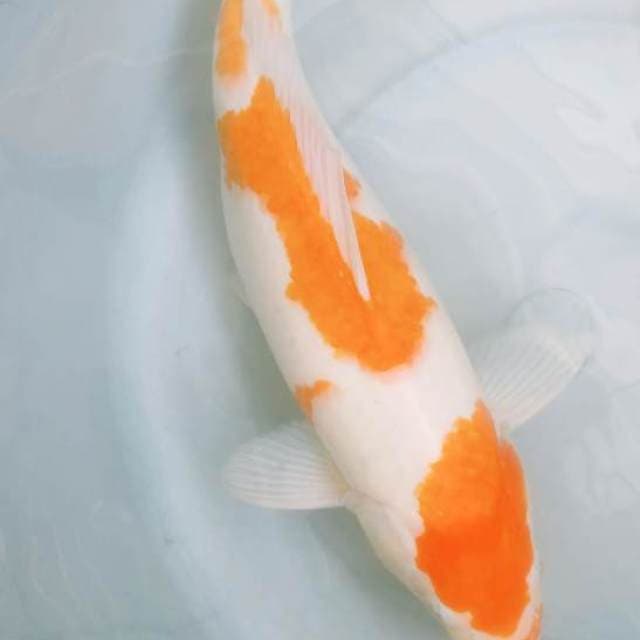 Kohaku Koyo 36cm