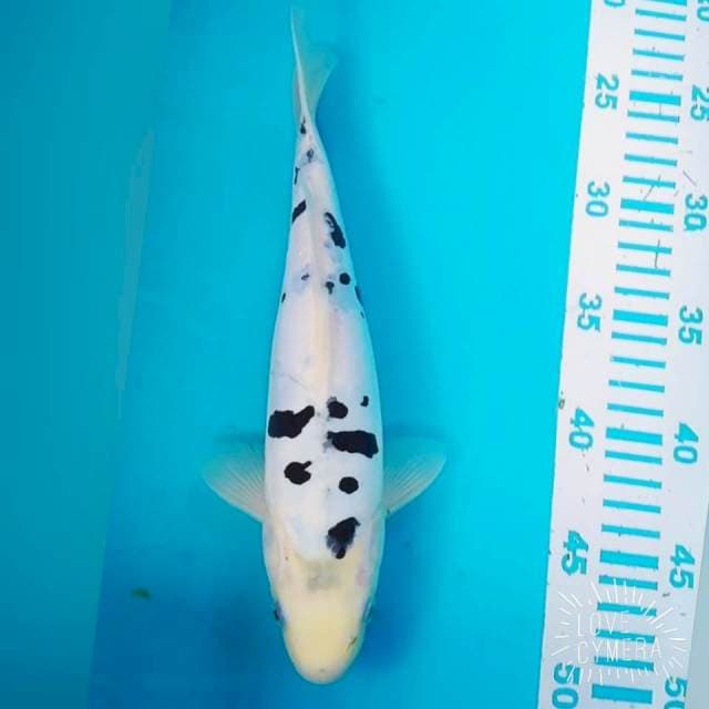 Doidsu 27cm