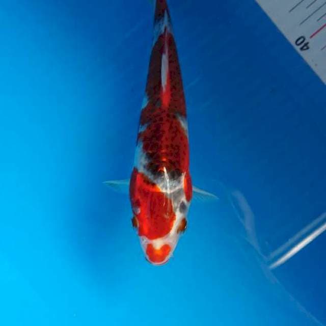 Ghosiki 20cm