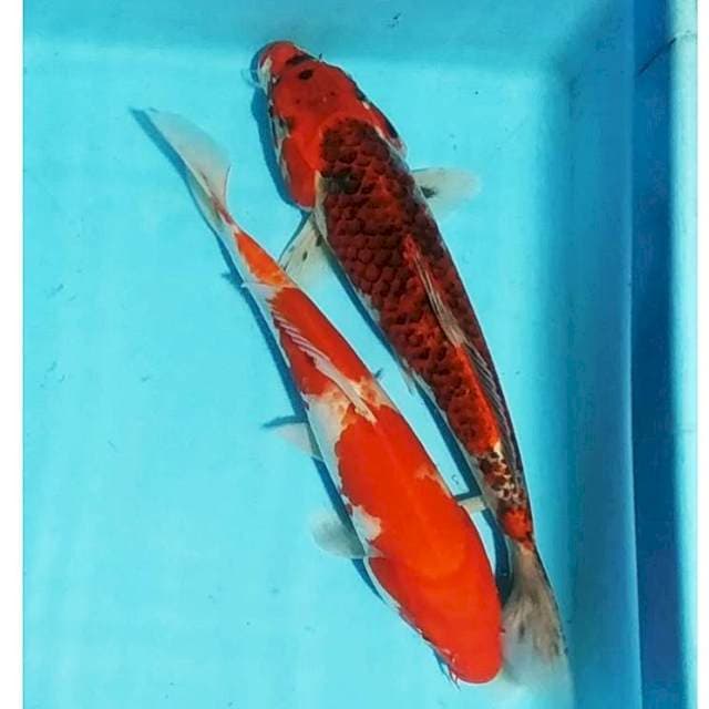 Kohaku, goshiki 29,31cm