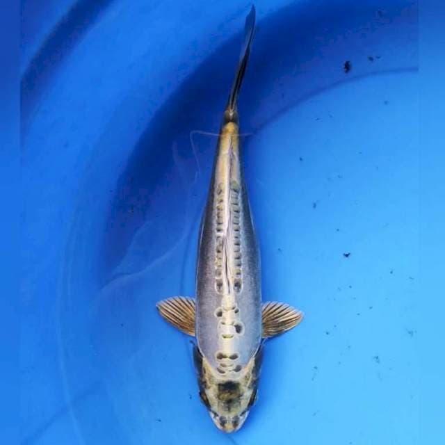 Aragoke 31 cm