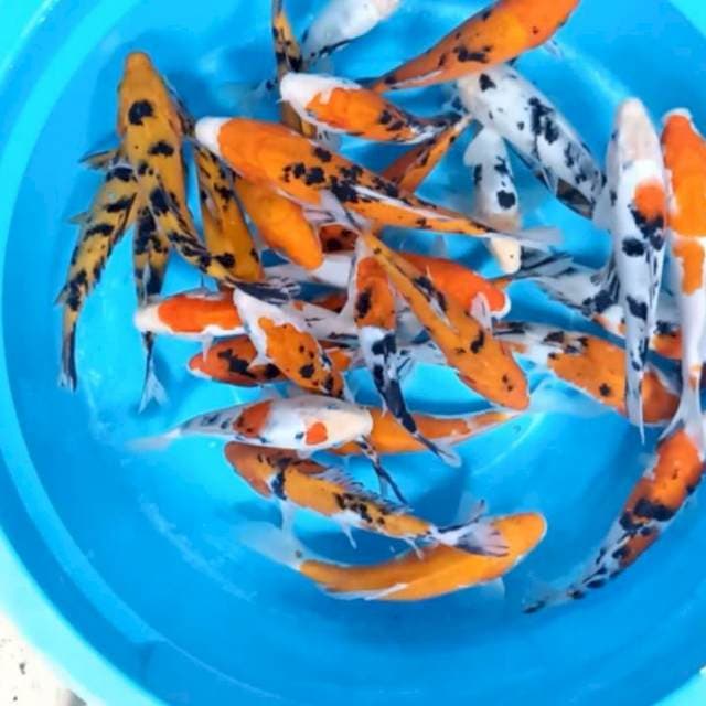 Paket kohaku sanke 17-21 cm 30 ekor