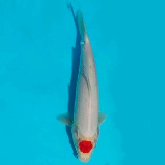 Tanco kohaku, 27cm