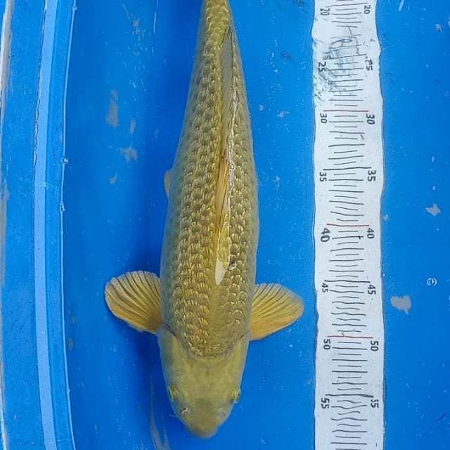 Midori Ginrin Jantan 50cm