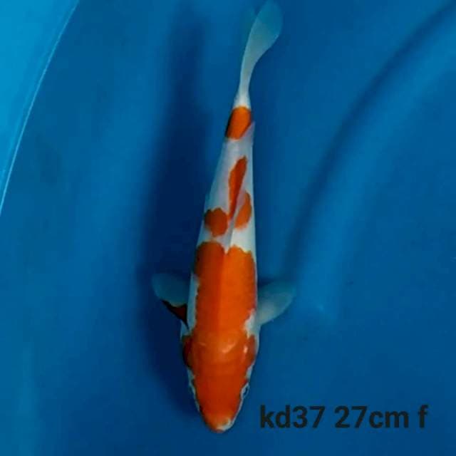 Kohaku f1