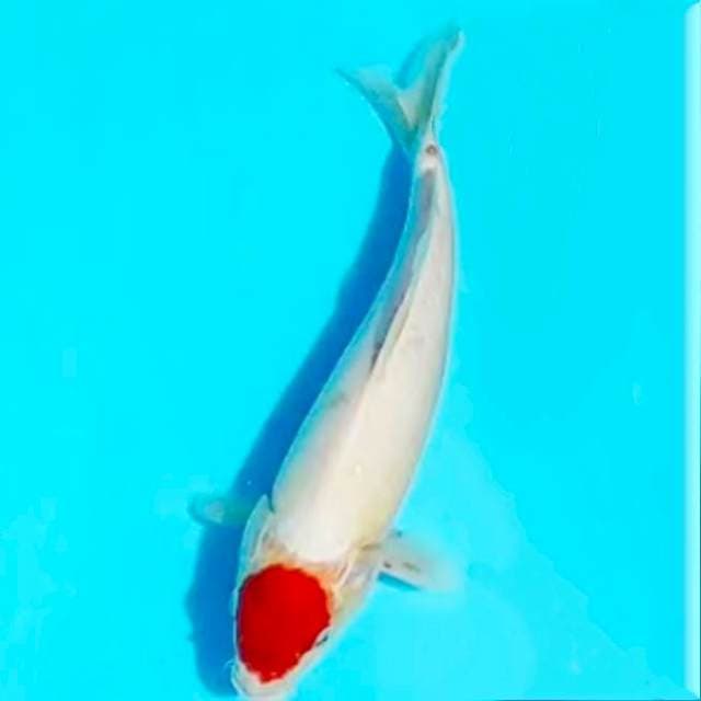 Tancho kohaku, 30cm