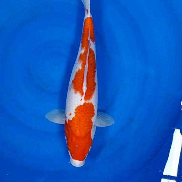 Kohaku 45 cm bodi jos